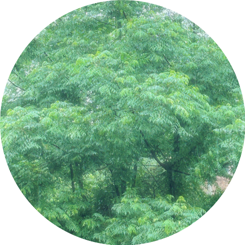 Weida