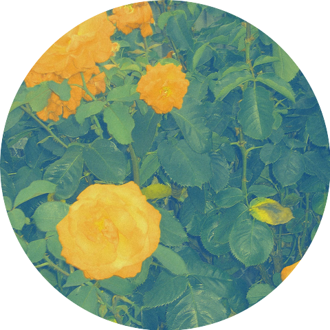 The Florist