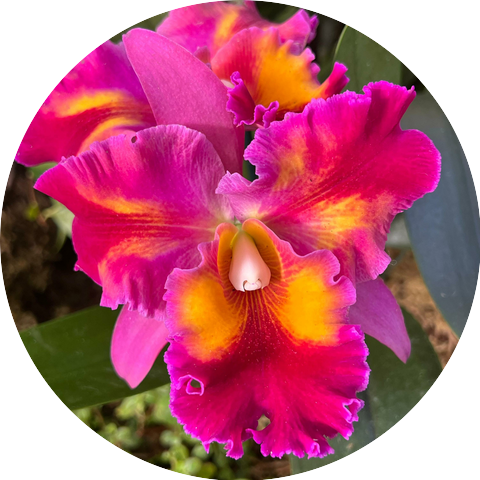 Inner Splendor World Music and Chirag Katti