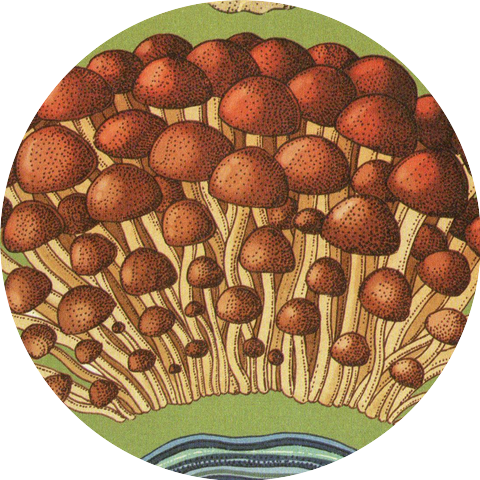DUM DUM PACHECOS