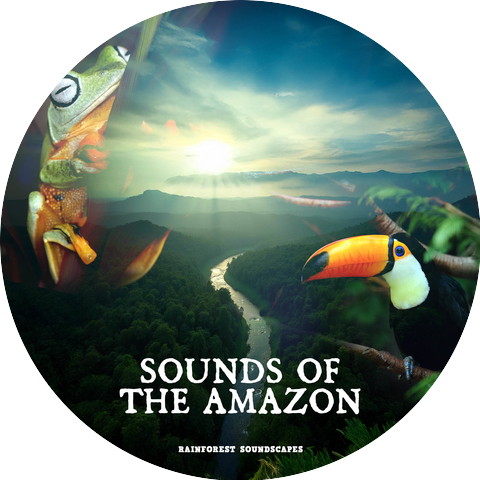 Rainforest Soundscapes