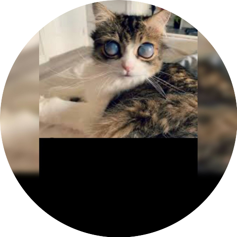 Blind Kitten