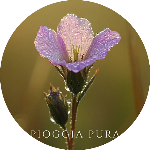 Pioggia Pura