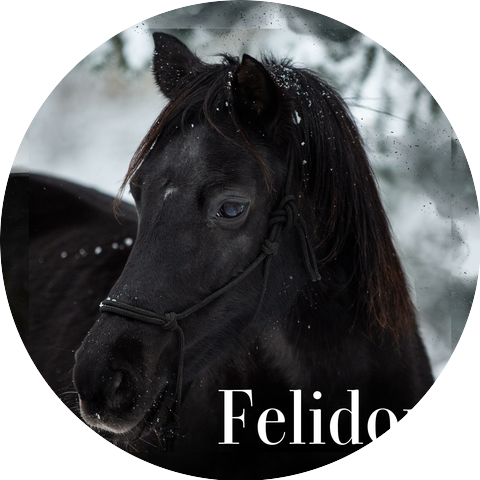 Felidora
