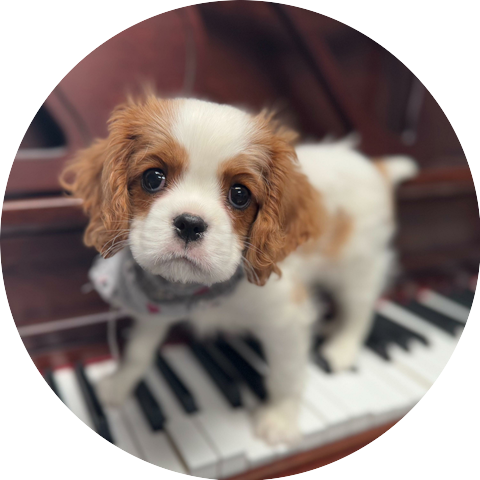 Heidi Lucas, Piano