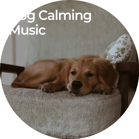 Dog Relaxation, Relaxmydog, Relaxing Dogs