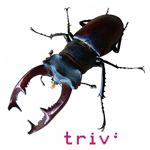 Triviul