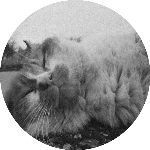 Felines of the Night