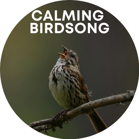Animal and Bird Songs, Nature And Bird Sounds, Calm Bird Sounds