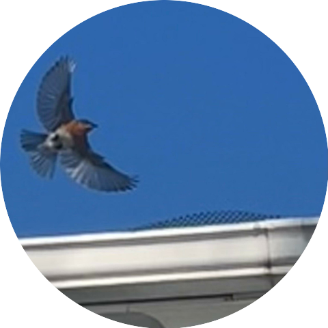 Flip Phoenix