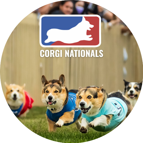 Corgi Nationals