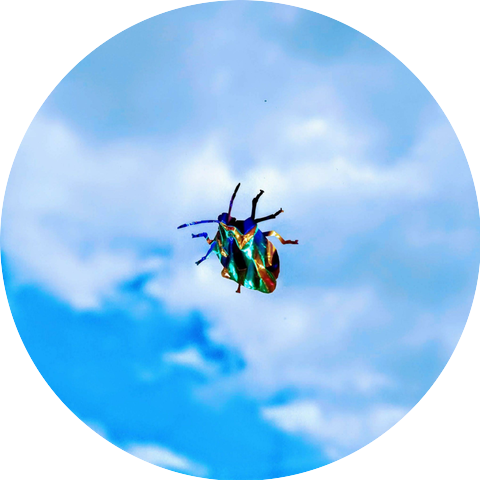 Cicada Cicada
