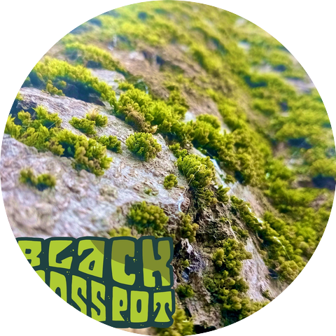 Black moss pot