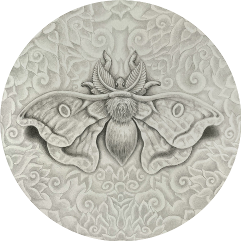 Drawing Of A Moth
