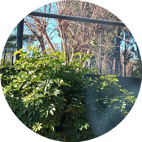 Lucas Gerónimo Gianella