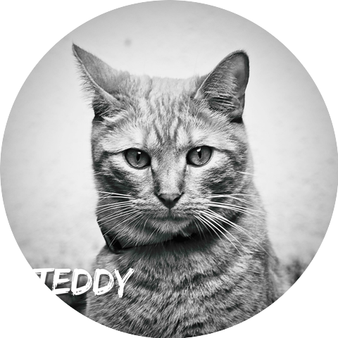 TEDDY THE ORANGE CAT