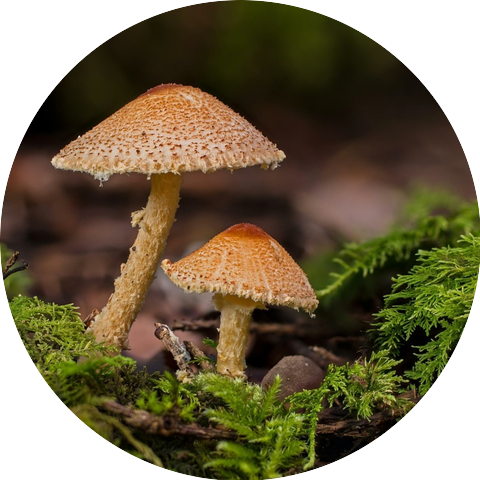 Plant Medicine Advocates