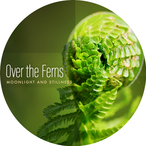 Moonlight and Stillness