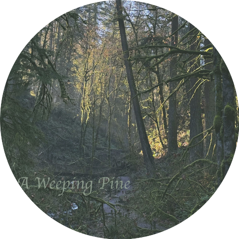 A Weeping Pine