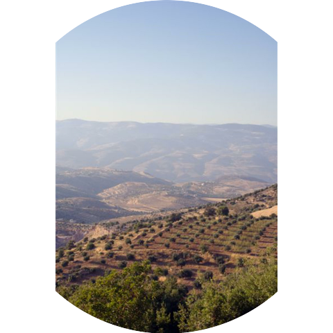 יעל נחליאל Yael Nachaliel