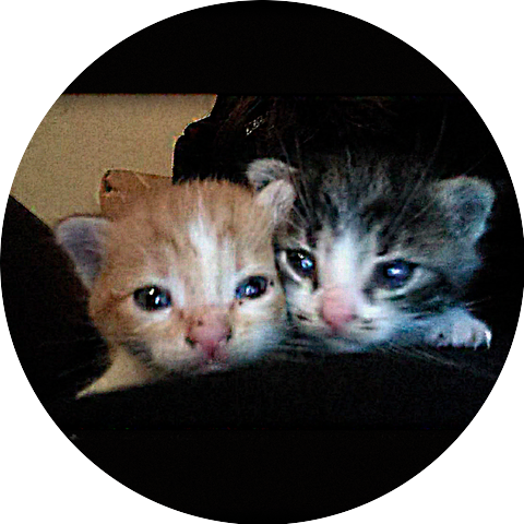 диамантовы пазори