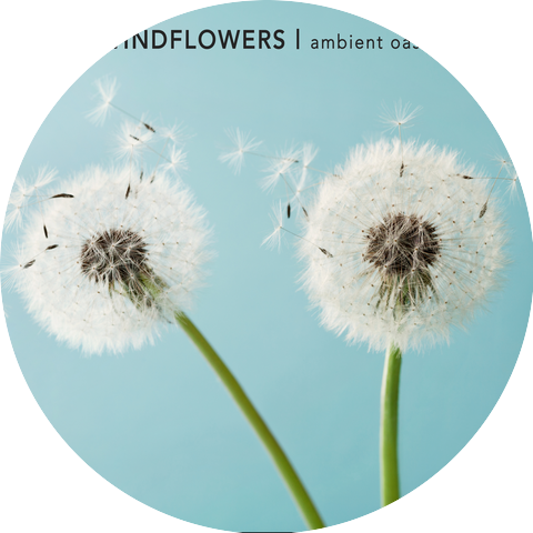 Windflowers