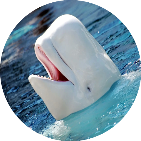 Baby Beluga