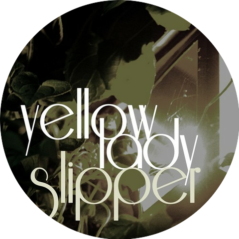Yellow Lady Slipper