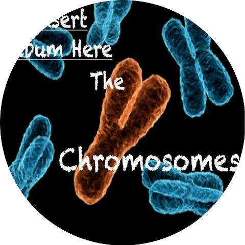 The Y Chromosomes