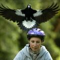 Magpie