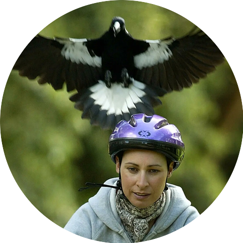 Magpie