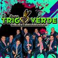 Trigo Verde