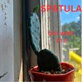 Spatula