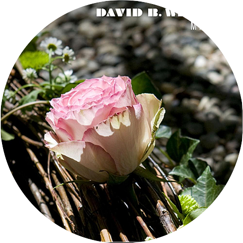 David B. Whitley