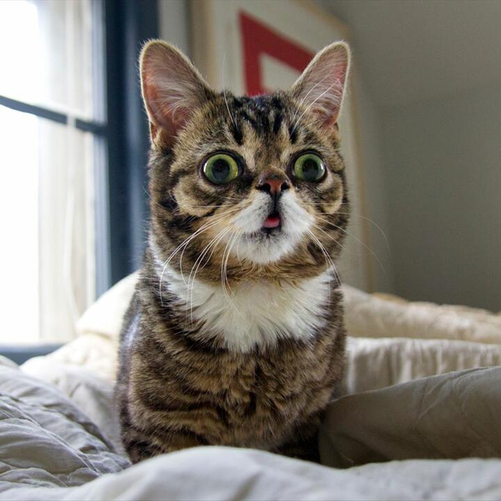 Lil Bub