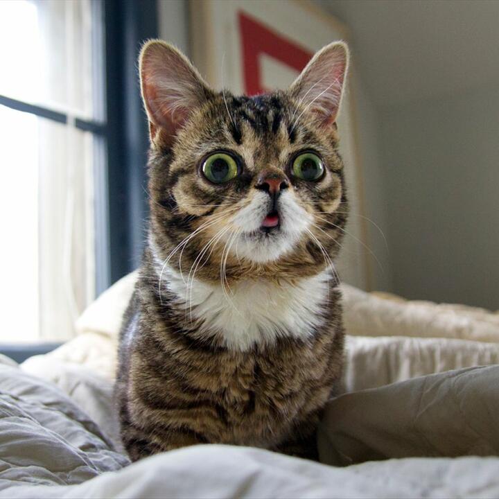 lil bub pillow