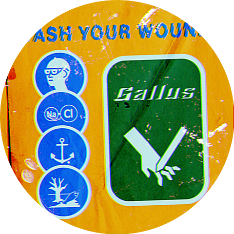 Gallus