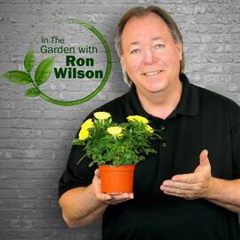 Thumbnail for In The Garden with Ron Wilson Podcast