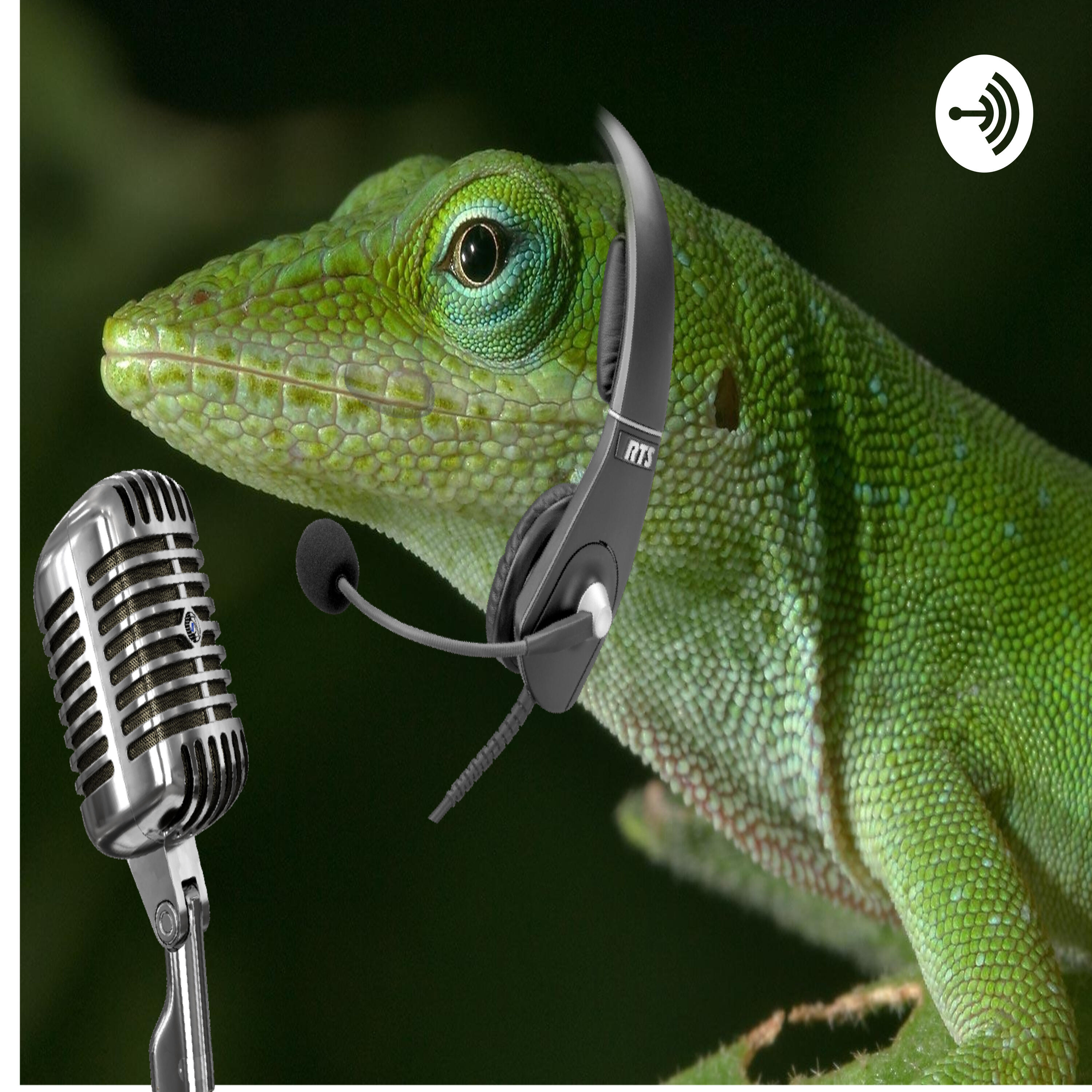Anole Podcast Introduction - The Anole Podcast | iHeart