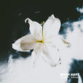 Water Lilies