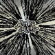 Furiosity