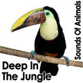 Dense Jungle Sounds