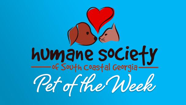 Humane Society of South Coastal Georgia's Pet of the Week
