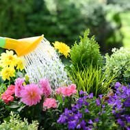 The Plant Doctor - Noel Falk