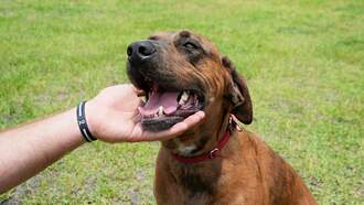  Meet Ace, a 3-year-old catahoula mix