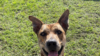 Meet Jameson, You can adopt him today for your family 