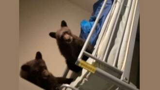 My Kid Was Almost On The Bear Buffet!