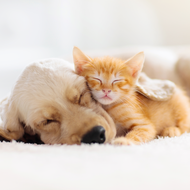 Pet Of The Week