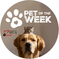 Sacramento SPCA Pet of the Week