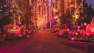 Pumpkins At Callaway